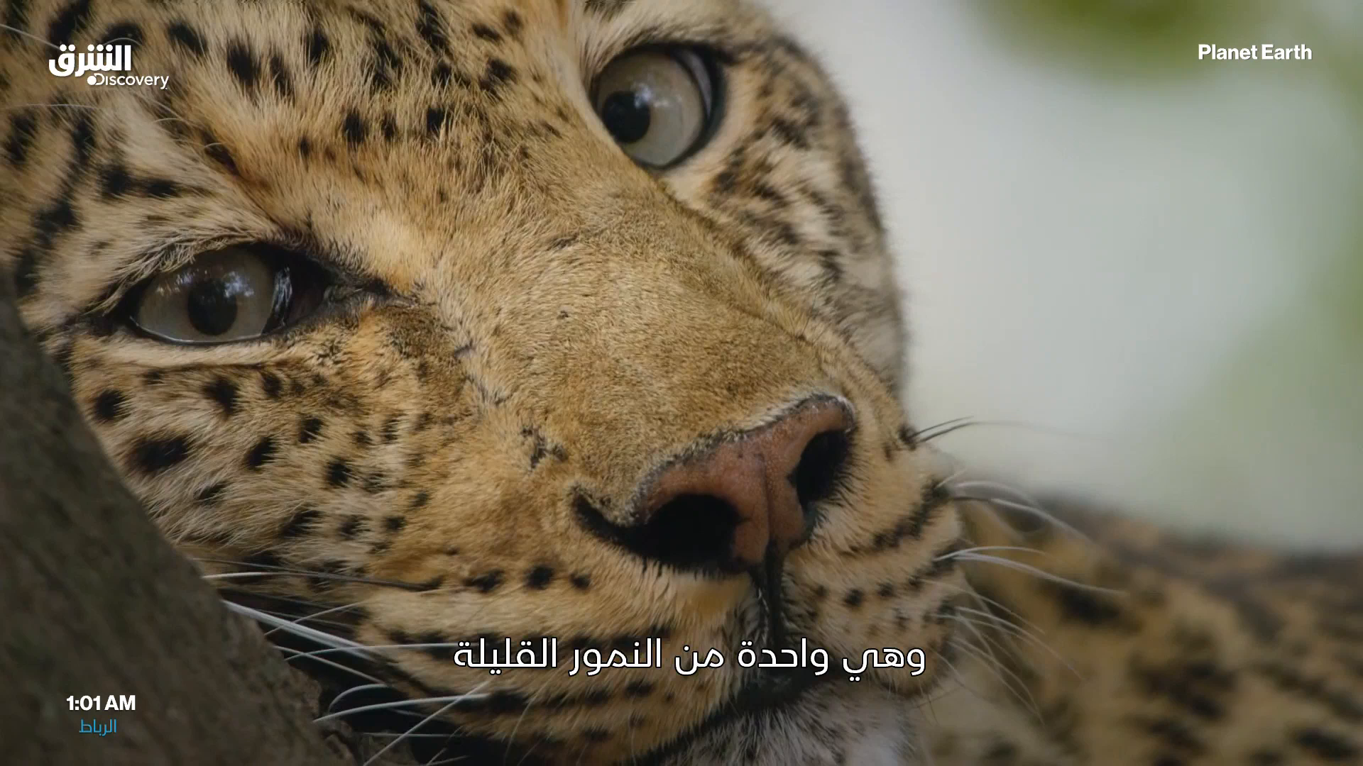 Watch Asharq Discovery